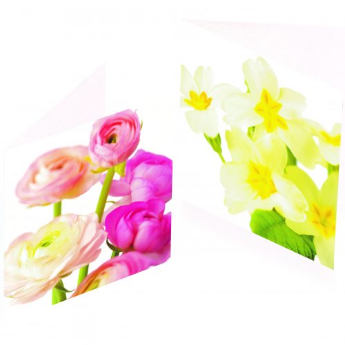 Greetings Cards -  Pink Ranunculus & Primroses (Pack of 6)